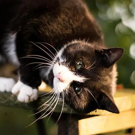 ファームステイ Friesenhof Joens *