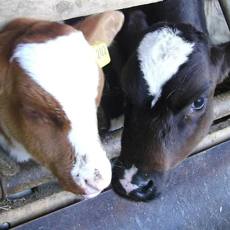 Friesenhof Joens ファームステイ ガルディング